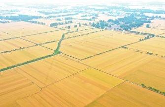 粮食生产稳定发展：大国粮仓根基牢 中国饭碗端得稳