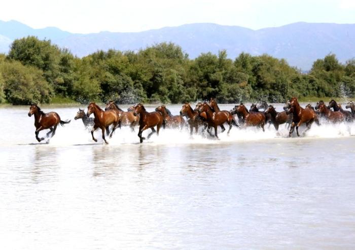 今年夏天新疆被游客“挤爆”：导游不够，马都不够了